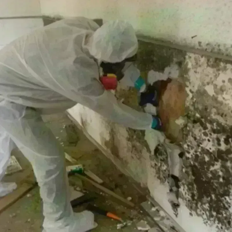 Mold Remediation and Removal in Granville, WV